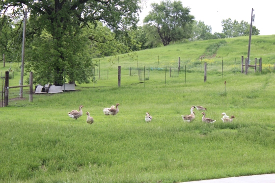 even the geese come out to play
